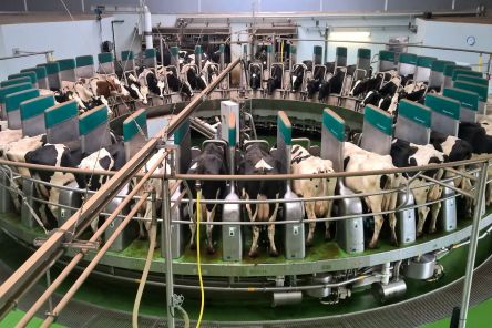 Milchkühe im Melkkarussell